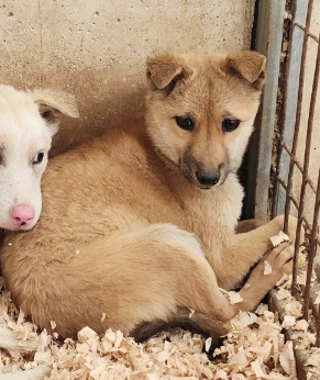 점곡동물보호센터_447516202400484